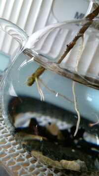 アイビーの根が出てきません 地植えのアイビーを切って水に挿しています Yahoo 知恵袋