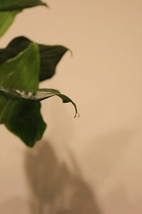 シマクワズイモの葉から水滴 画像付 最近 観葉植物のシマクワズ Yahoo 知恵袋