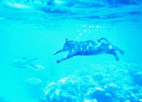 猫って耳に水が入ったら死ぬそうですが。 - 息止め耳の水抜きっ 