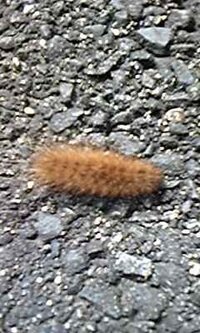 よく見かけるこの毛虫 成虫になると何になるんですか 私は Yahoo 知恵袋