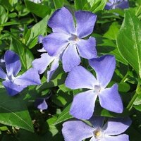 この青紫色の花は何ですか？ 花びらが、4枚のものと、5枚のものとがありました。
花の直径は5ｃｍぐらいです。近くの低い山の道端で見つけました。

5月25日 15：03撮影