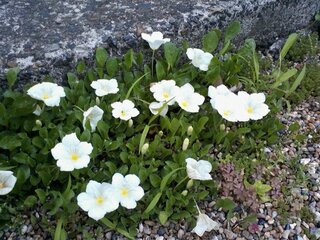 この花の名前を教えてください 地面に這うように咲いている白い花です どん Yahoo 知恵袋