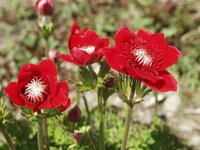 これは 銀魂に出て来る阿音と百音ですか 阿音には確認でき Yahoo 知恵袋