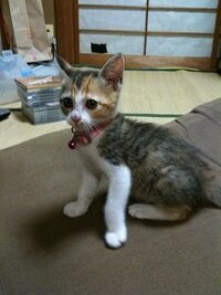 子猫 約1ヶ月目 の心拍数はどれ程が平均的と言えるのでしょうか Yahoo 知恵袋