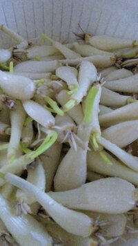 らっきょうについて 昨日スーパーで らっきょうを買いました しかし 芽が Yahoo 知恵袋