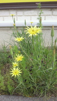 花の名前を知りたいです 5月中旬頃から午前中だけ黄色い花を咲か Yahoo 知恵袋