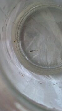 メダカの水槽で何かが脱皮 先ほどメダカの赤ちゃんを別の水槽に移そうと水 Yahoo 知恵袋