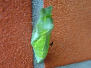 アゲハの蛹にいつも小さい蟻がくっついています 一人はさな Yahoo 知恵袋