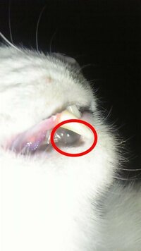 猫の口の中に黒いところがあるのですが これは大丈夫なのでしょうか 鼻か Yahoo 知恵袋