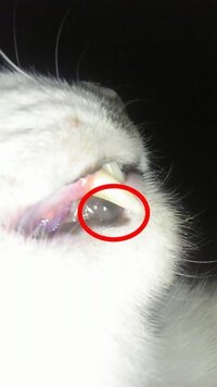 猫 １歳オス の下の歯茎に腫れのようなものがあるのですが 下の写真な Yahoo 知恵袋