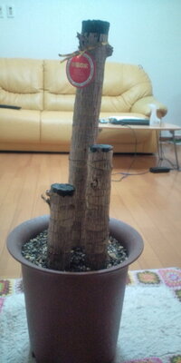 ベランダでダリアの鉢植えを育てています 葉は茂るのですが つぼ Yahoo 知恵袋