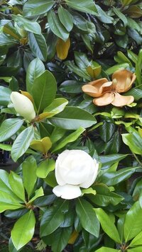 木の名前良い香りの白い大きな花が咲く この木の名前を教えてくだ Yahoo 知恵袋