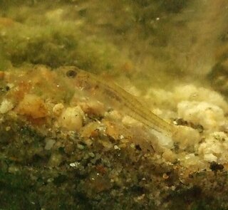 ハゼの幼魚の飼育 このハゼの幼魚は何を食べますか 飼育に関するその他 Yahoo 知恵袋