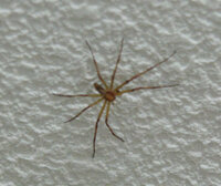 この蜘蛛はなんて言う種類ですか 足の長い蜘蛛が突如現れました ゴキ Yahoo 知恵袋