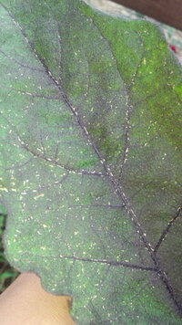 ナスの葉っぱが穴だらけに ナスの苗を今年はじめて植木鉢で育てています Yahoo 知恵袋