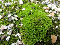 苔の種類を教えてください 庭に沢山点在しています インターネッ Yahoo 知恵袋