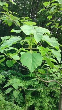 この木の名前を教えて下さい。大きな葉です。道端に沢山あるのですが