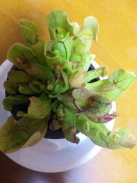 サラセニアって今の季節植え替えてもよいのでしょうか なんだか葉がき Yahoo 知恵袋