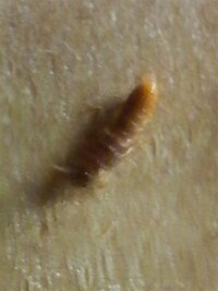 イラストの仕事についてよく書店で見つける小説などの表紙の募集 Yahoo 知恵袋