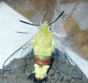 大阪北部在住ですが 最近 オオスカシバを全然見かけません 皆さ Yahoo 知恵袋