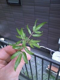 この雑草は何でしょうか ニオイがきつかったのですが Yahoo 知恵袋