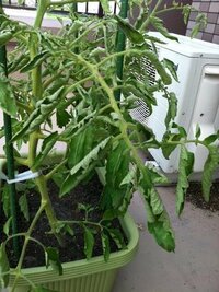 トマトの葉がくるくるになってしまいました。 家庭菜園初心者です。
今年初めてトマトをプランターで育てているのですが、葉がくるくる捲きになってしまい、元気がないのです。

水は１日１回あげています。

肥料は、2週間程前にトマト専用と書いてある肥料を土の表面に一つかみ程やりました。
あげた肥料の成分割合は

窒素全量3.0％
りん酸全量7.0％
加里全量4.0％
内く溶性...