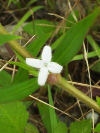 こんな花ありますか 花弁が4枚の花 沢山ありますよ 下記のサイ Yahoo 知恵袋