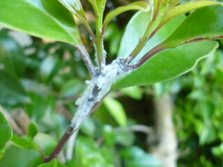 植物の茎や葉っぱについています 白い虫です 画像では分かりにくいでしょう Yahoo 知恵袋