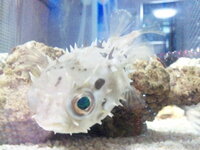 レッドチェリーシュリンプの水槽とエサについて教えてください Yahoo 知恵袋