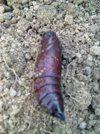 これは何の幼虫でしょうか 5センチくらい 畑の土の中から出てきまし Yahoo 知恵袋