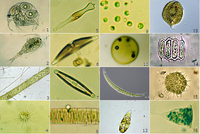 こんばんは 水生微生物についての質問です 私 水生微生物とかってな Yahoo 知恵袋