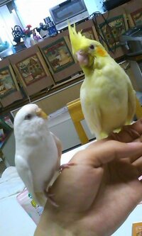 鳥同士が くちばしをキスしてるというか ぶつけあってるというか して Yahoo 知恵袋