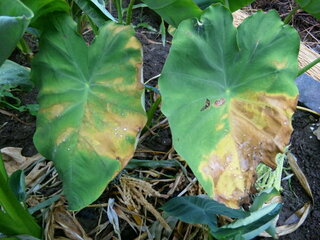 里芋の葉が枯れてきました 水は足りていると思います 家庭菜園を去年 Yahoo 知恵袋