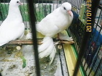 この鳩の名前わかりますか 足に立派な毛が生えています Yahoo 知恵袋