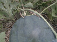黒スイカの収穫時期は 写真を撮りました 黒スイカ直径センチおしり Yahoo 知恵袋
