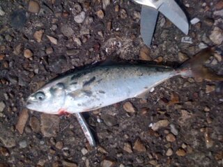 この魚はなんという名前ですか ツバスの小さいのですか 大きさは Yahoo 知恵袋
