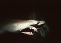 なぜ深海魚は怖い顔なんですか なぜ深海魚の顔はこわいので Yahoo 知恵袋