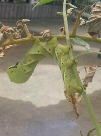 蝶と蛾の幼虫の見分け方 数日前に 幼稚園の息子が育てているトマトに５cm Yahoo 知恵袋