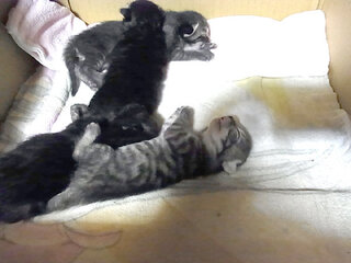 半長毛の猫と短毛の猫が交配すると生まれてきた子供の毛の長さはど Yahoo 知恵袋