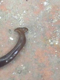 コイツの正体教えてください W さっき庭で見つけました Yahoo 知恵袋