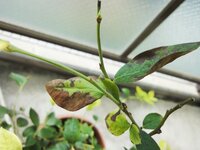 ブルーベリーの葉の先端が枯れたように茶色になってしまいました 葉の５分の１ Yahoo 知恵袋