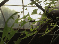 Myfirststoryというバンドの曲なんですけど 花 071 Yahoo 知恵袋