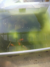 薬浴や塩浴の際のエアレーション 通常 エアポンプを使うのでし Yahoo 知恵袋