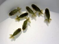 らんちゅうの稚魚の餌について質問です ６月半ばに孵化して２ヶ月がたち 稚魚 Yahoo 知恵袋