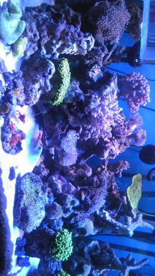 こんな海水魚のレイアウトなんですがサンゴがまとまってわないです Yahoo 知恵袋