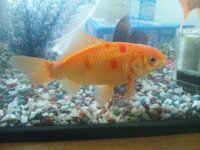 金魚の病気について質問です 最近 飼ってる金魚 写真 に赤い斑点の Yahoo 知恵袋