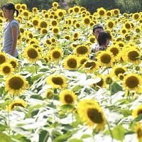 こちらの休耕田に植えられた三万本のヒマワリ 水やりはどうしてい Yahoo 知恵袋