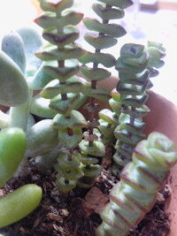 多肉植物の葉挿し写真 しわしわについて質問です 葉挿ししているのですが Yahoo 知恵袋