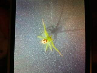 黄緑色の小さい蜘蛛を見つけました胴体がパンプキンのような顔が描いてあるこ Yahoo 知恵袋