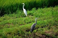 シロサギとクロサギの違いって何ですか 鳥の名前じゃな Yahoo 知恵袋